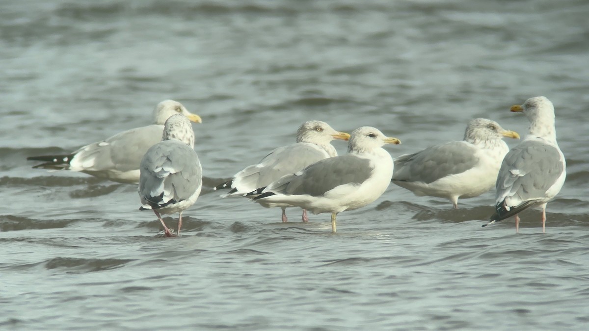 California Gull - ML609273466