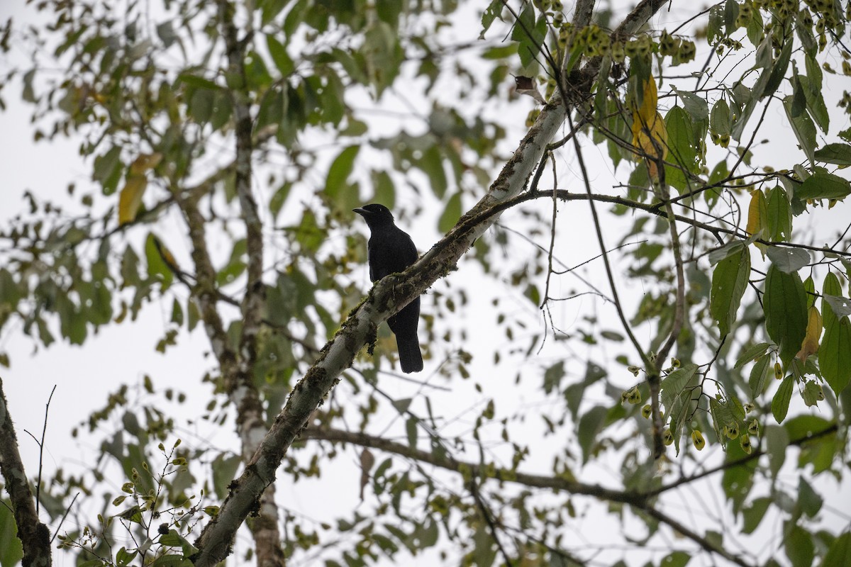 Purple-throated Fruitcrow - ML609273486