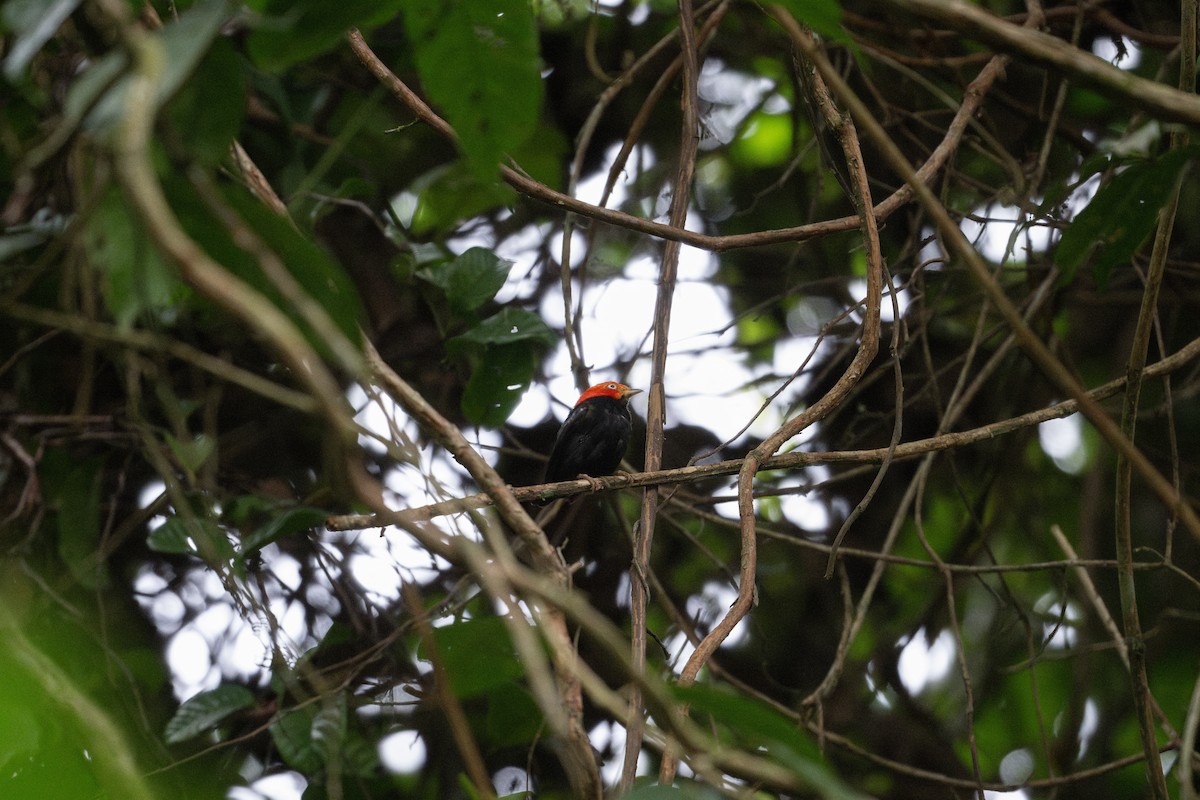 Red-capped Manakin - ML609273512