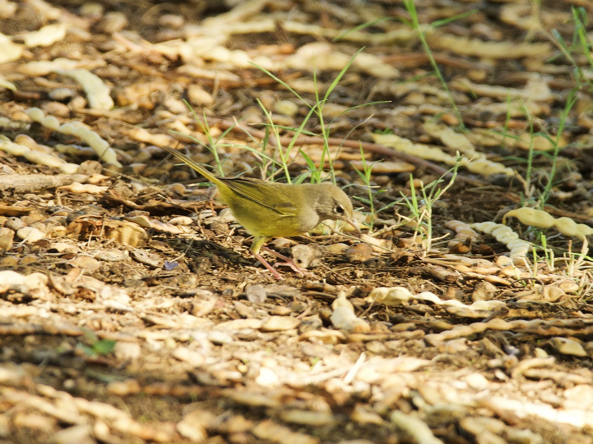 MacGillivray's Warbler - ML609273513