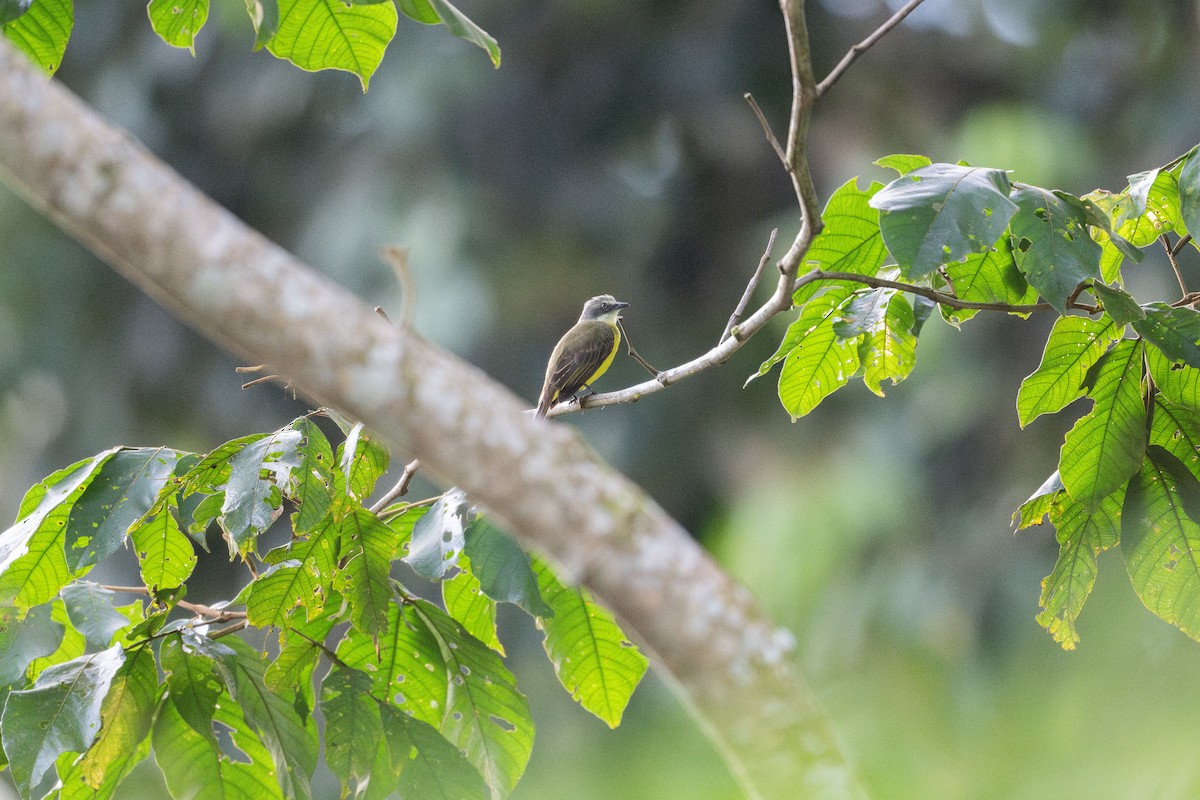 Gray-capped Flycatcher - ML609273575