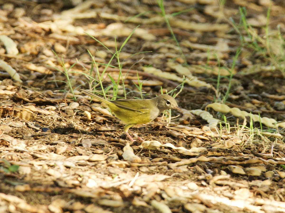 MacGillivray's Warbler - ML609273576