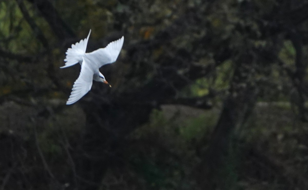 Snowy-crowned Tern - ML609273613