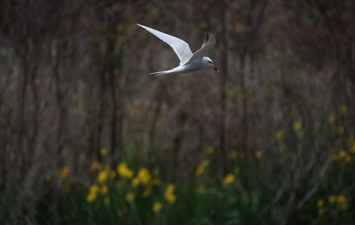 Snowy-crowned Tern - ML609273616