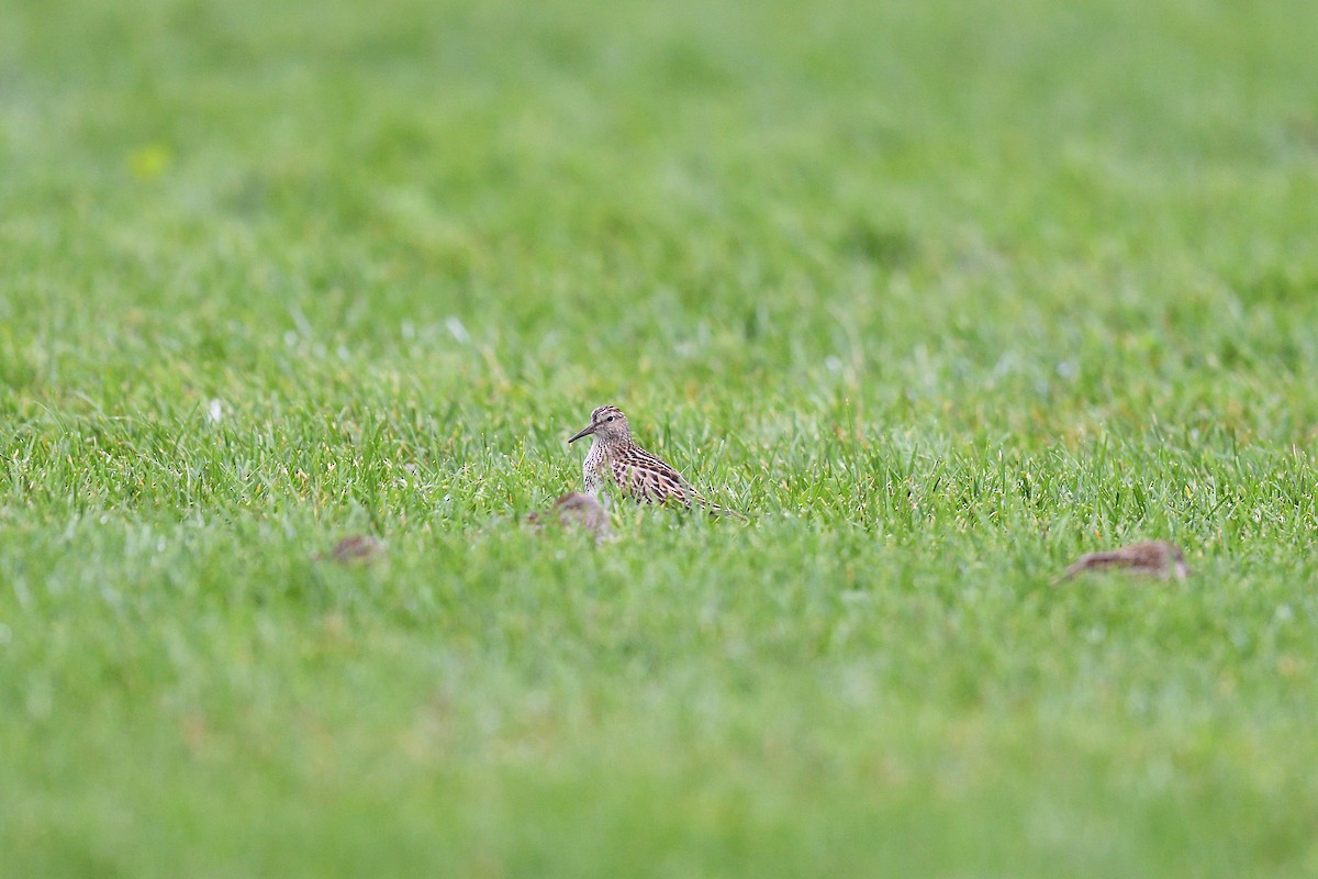 Pectoral Sandpiper - ML609273628