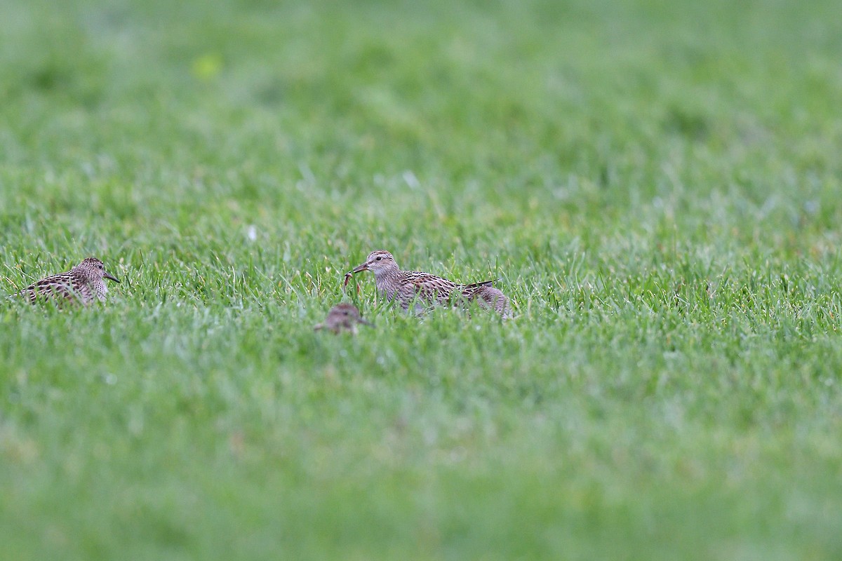 Pectoral Sandpiper - ML609273629