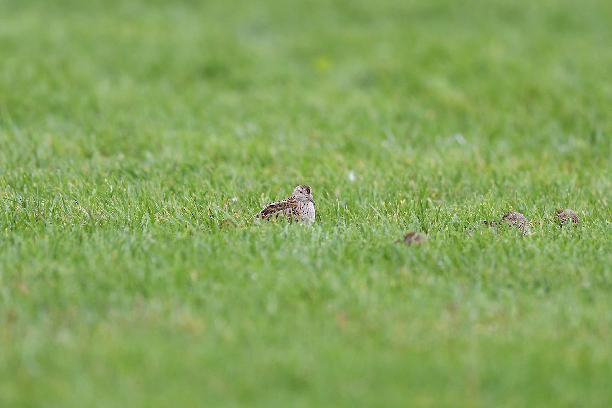 Pectoral Sandpiper - ML609273630