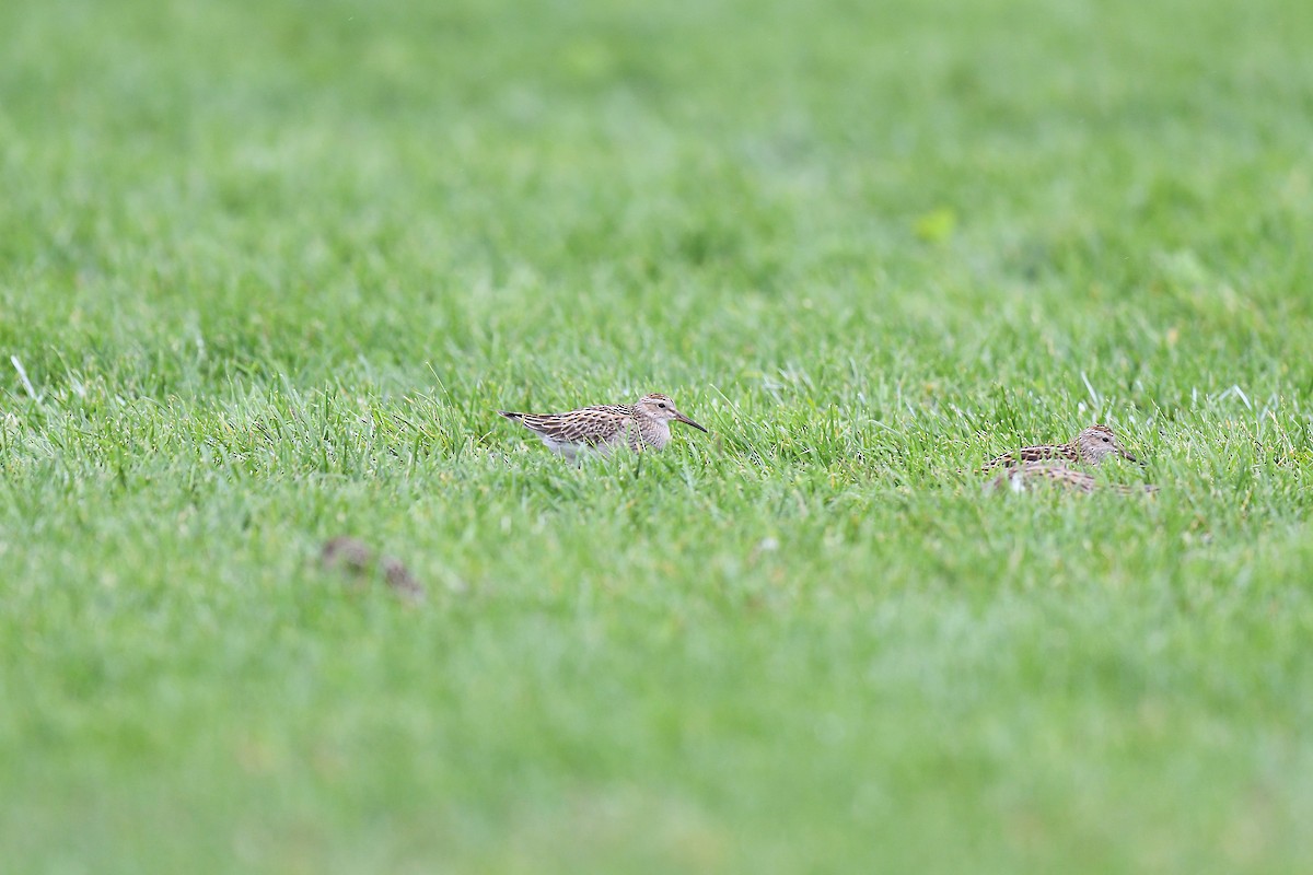 Pectoral Sandpiper - ML609273631