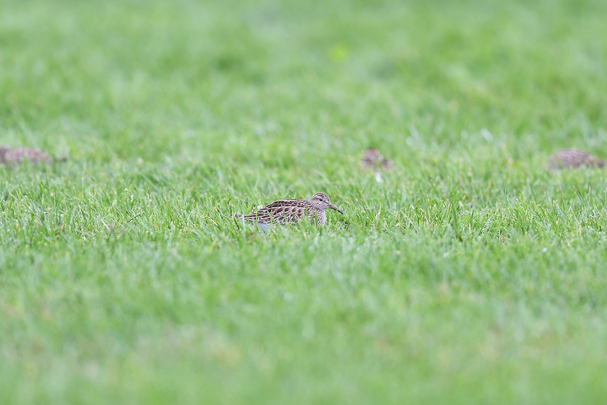 Pectoral Sandpiper - ML609273632