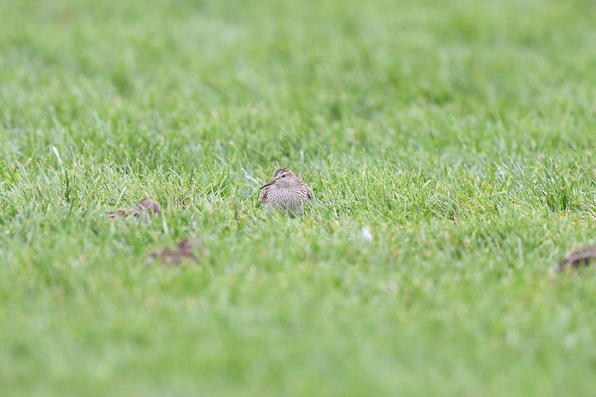 Pectoral Sandpiper - ML609273633