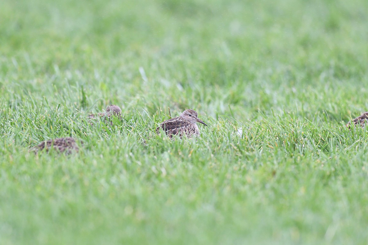 Pectoral Sandpiper - ML609273634