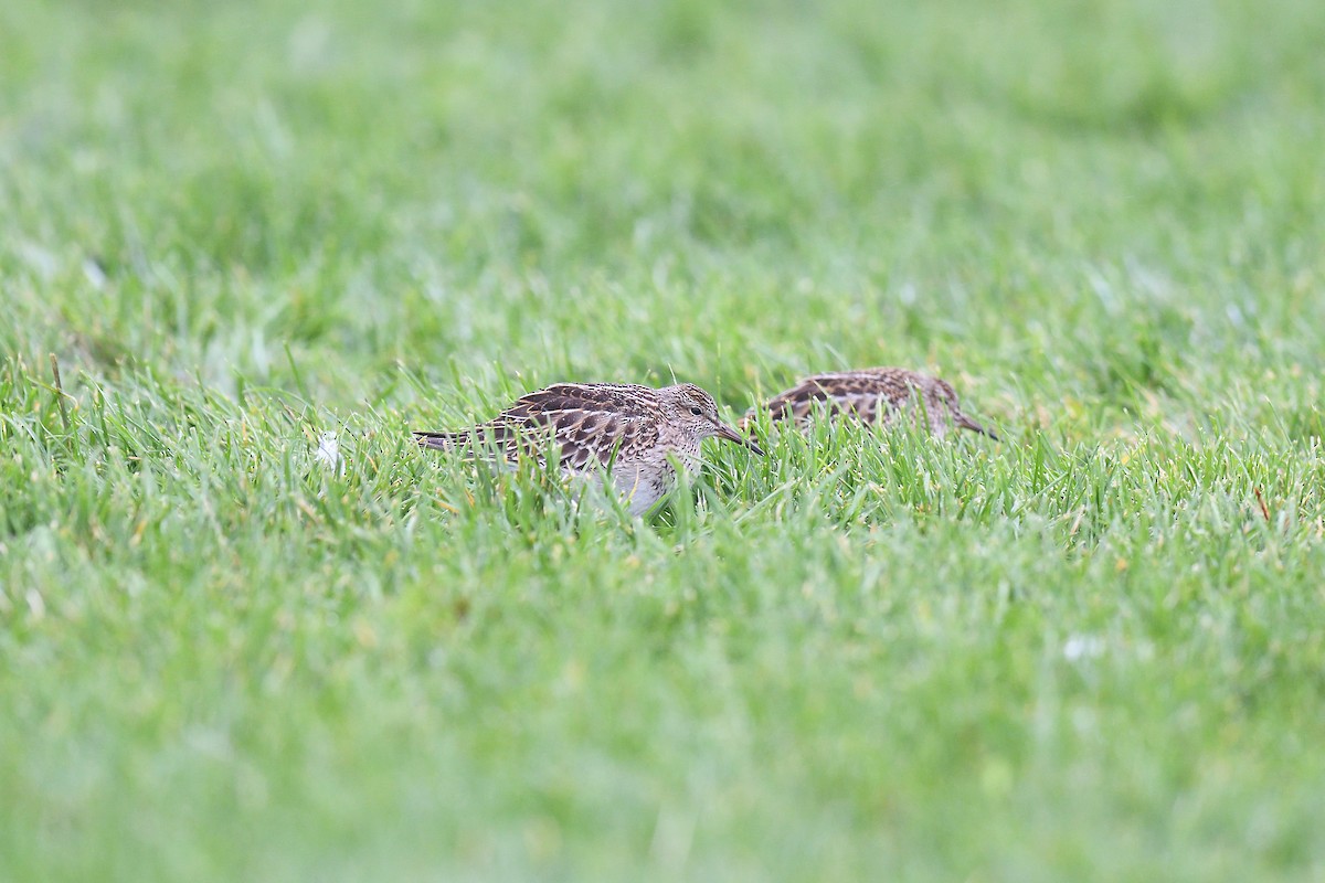 Pectoral Sandpiper - ML609273635
