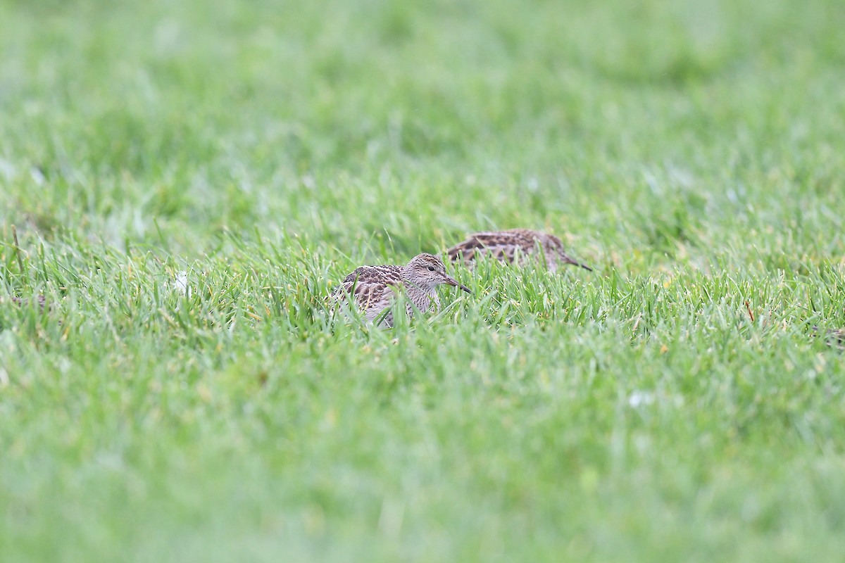 Pectoral Sandpiper - ML609273636