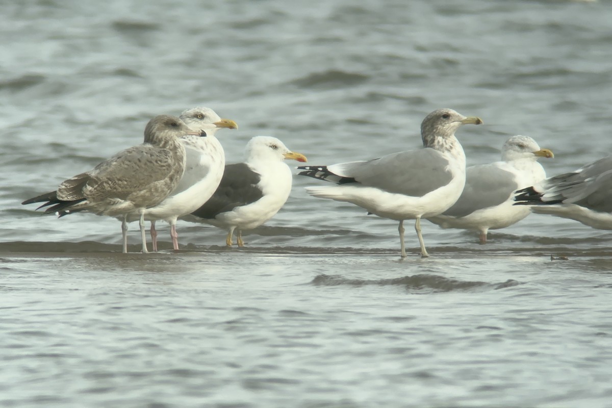 Gaviota Californiana - ML609273657