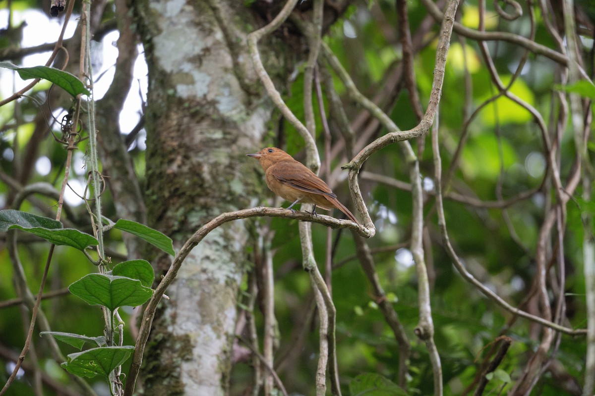 Rufous Mourner - ML609273668