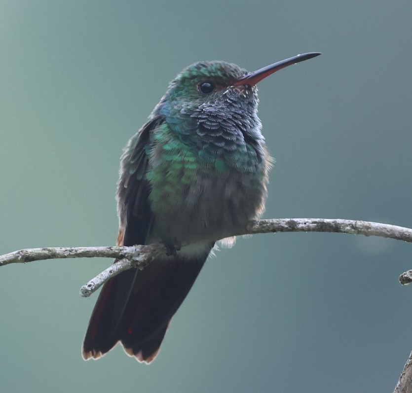 Rufous-tailed Hummingbird - ML609273699