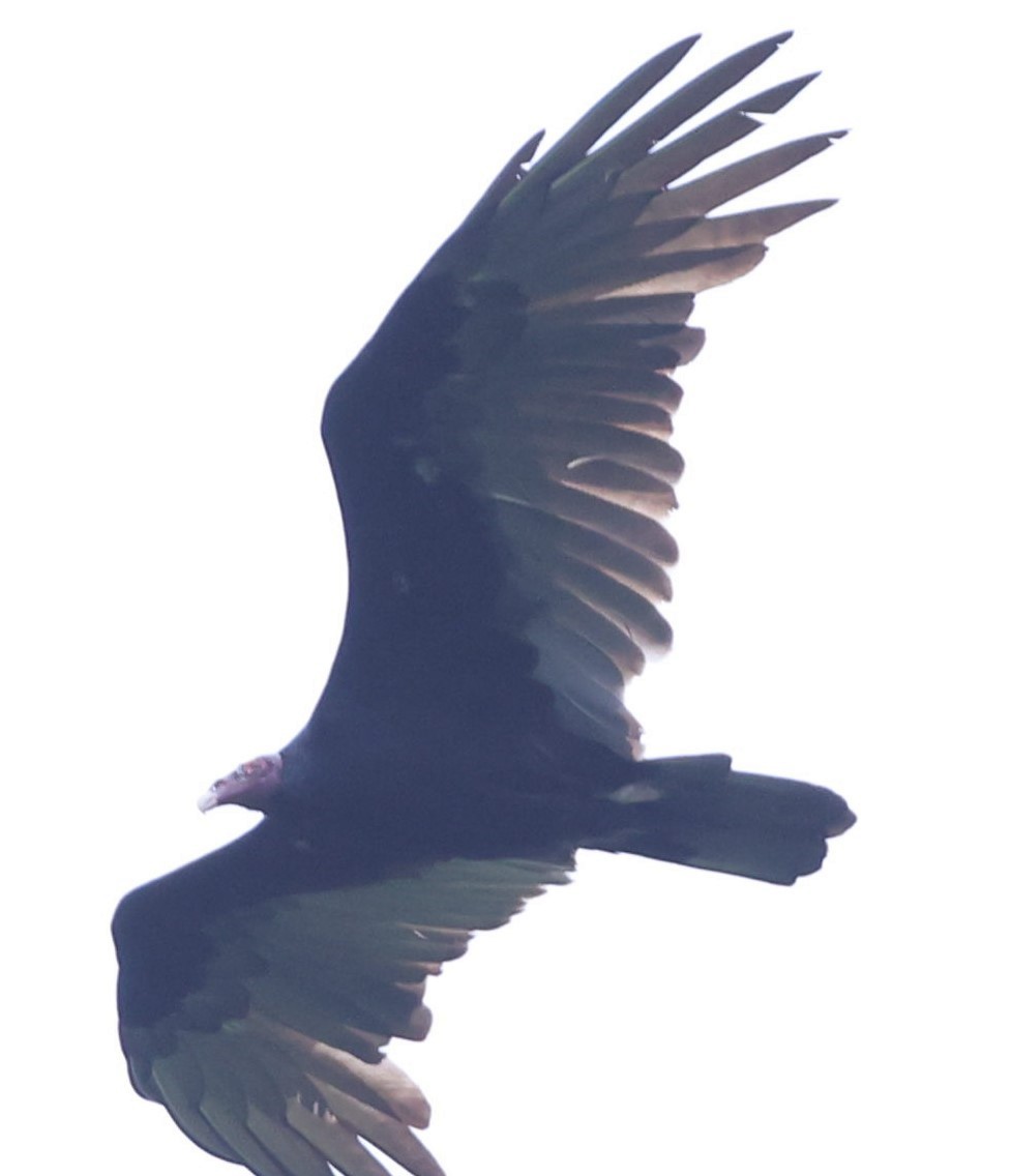 Turkey Vulture - ML609273703