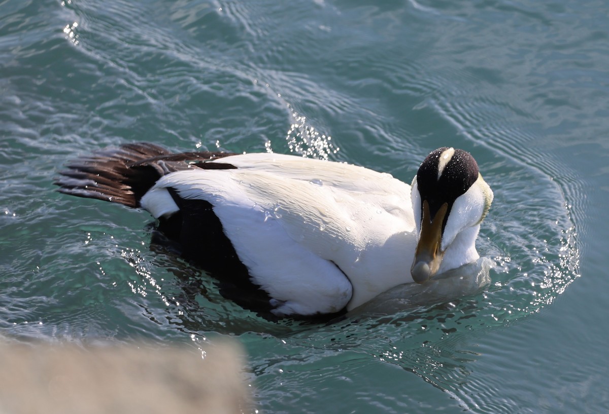 Eider arrunta - ML609273727