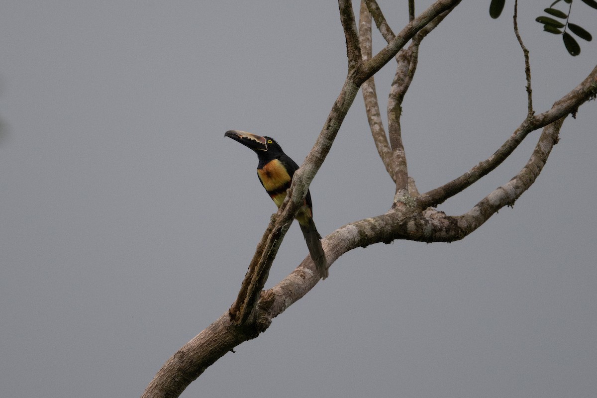 Collared Aracari - ML609273759