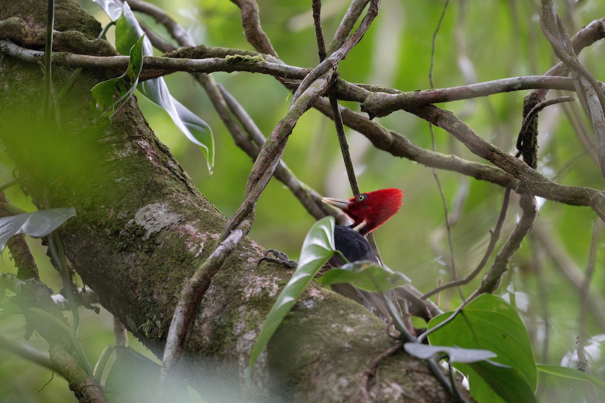 Pale-billed Woodpecker - Charles Thomas