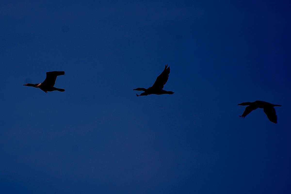 Double-crested Cormorant - ML609273793