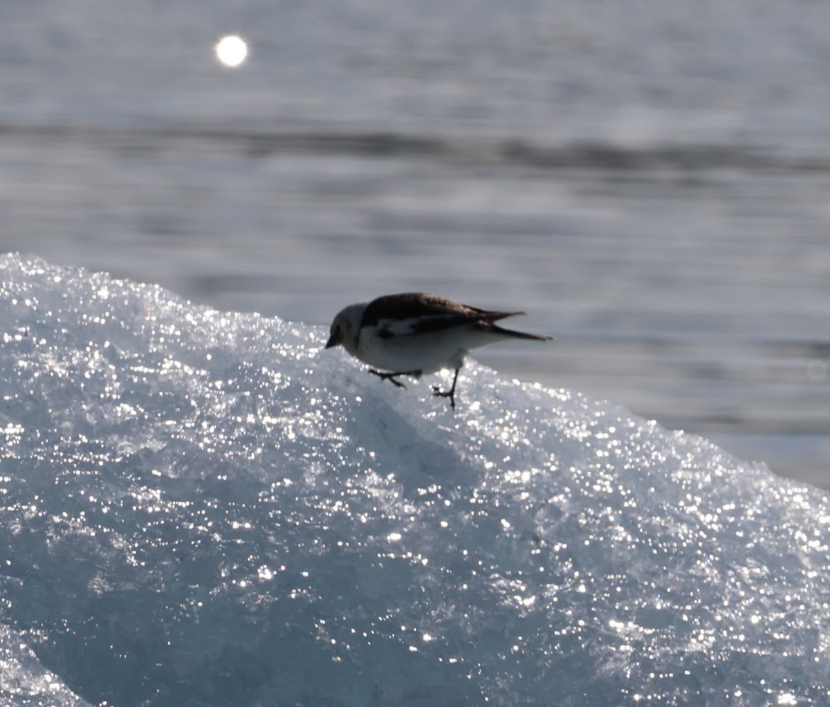 Snow Bunting - ML609273800