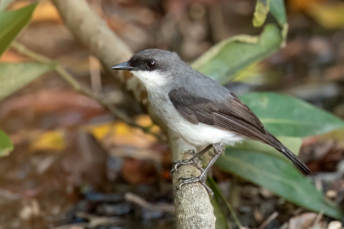 Mangrove Robin - David Irving