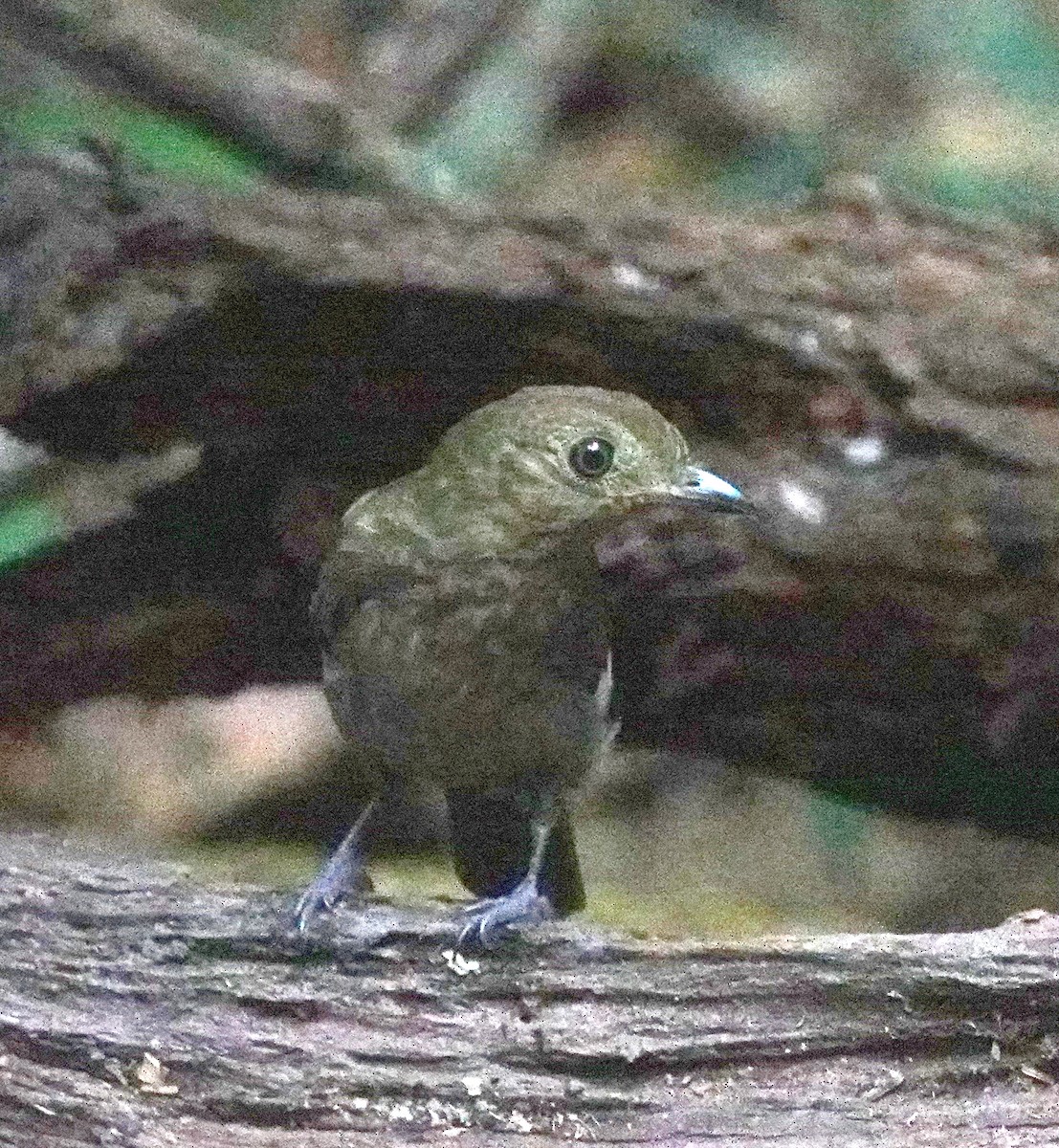 Brown-winged Schiffornis - ML609273867