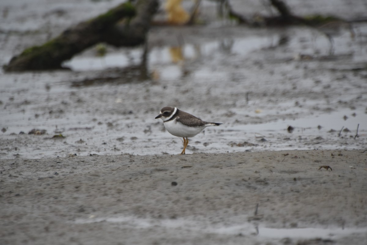 Semipalmated Plover - ML609273868