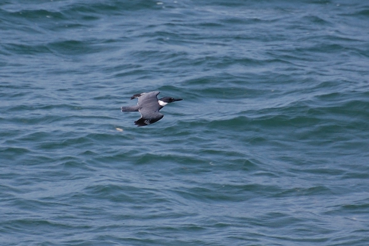 Belted Kingfisher - ML609273909