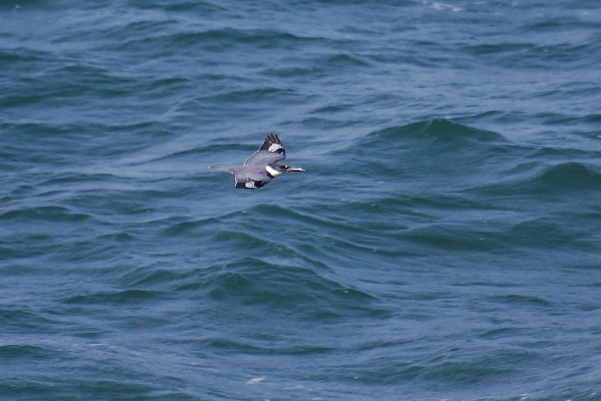 Belted Kingfisher - ML609273923