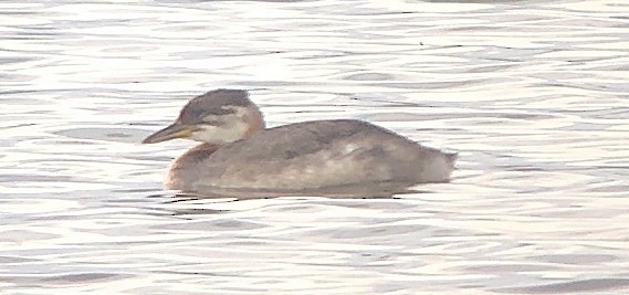 Red-necked Grebe - ML609273966