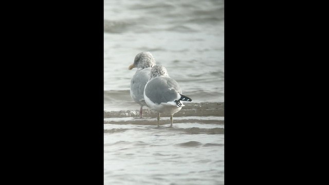 Herring Gull - ML609273991