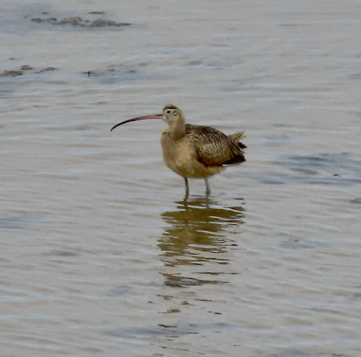 Long-billed Curlew - ML609274030