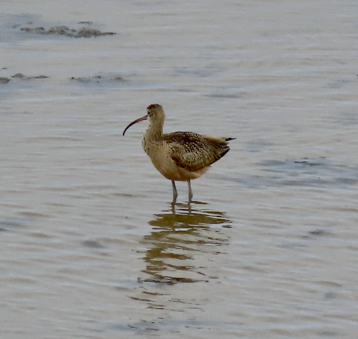 Long-billed Curlew - ML609274031