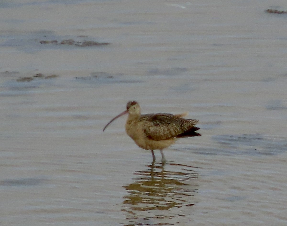 Long-billed Curlew - ML609274032