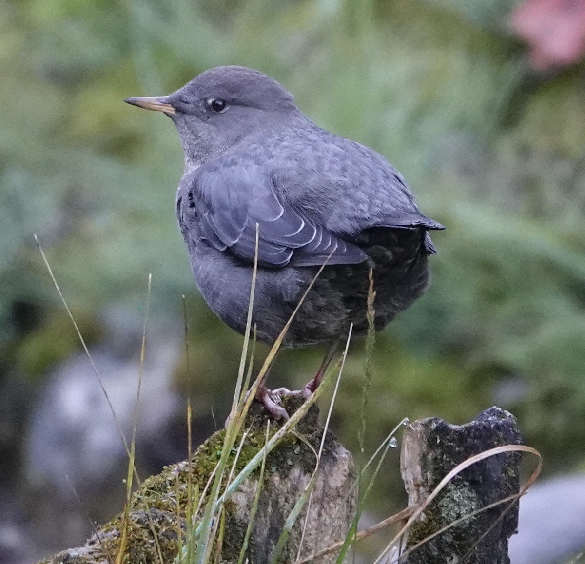 Grauwasseramsel - ML609274047