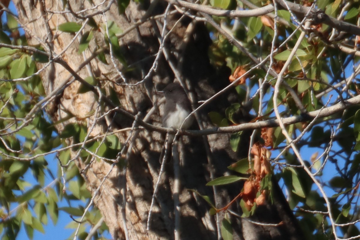 Black Phoebe - Kathy Mihm Dunning