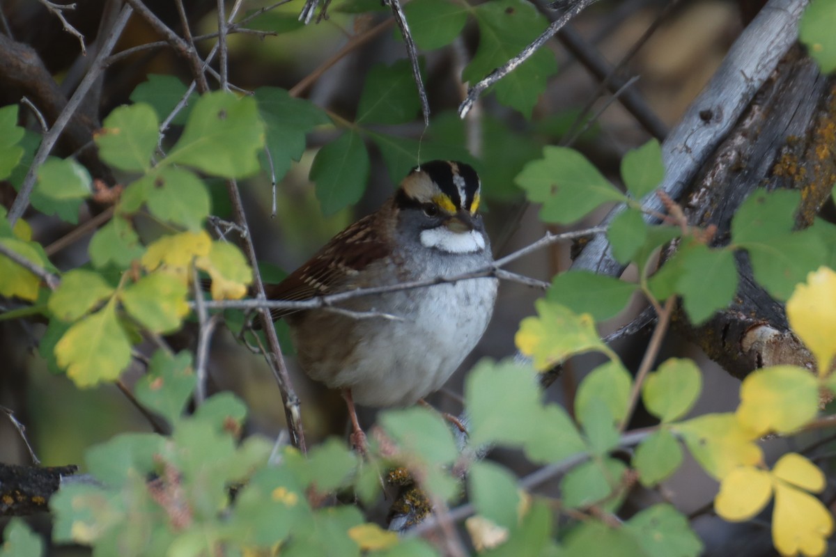 White-throated Sparrow - Kathy Mihm Dunning