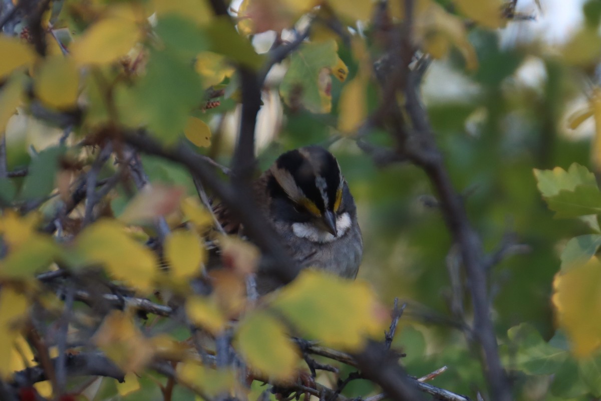 White-throated Sparrow - Kathy Mihm Dunning