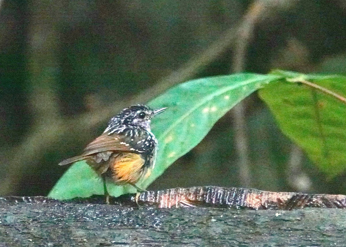 Spix's Warbling-Antbird - ML609274076