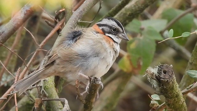 Rufous-collared Sparrow - ML609274102