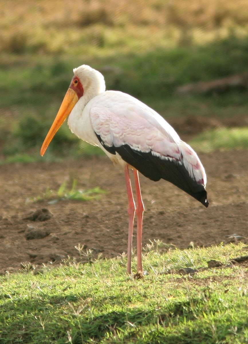 Yellow-billed Stork - ML60927411