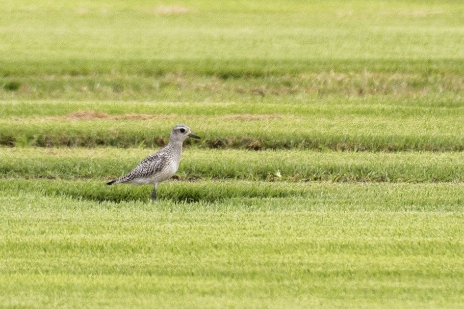 Black-bellied Plover - ML609274212