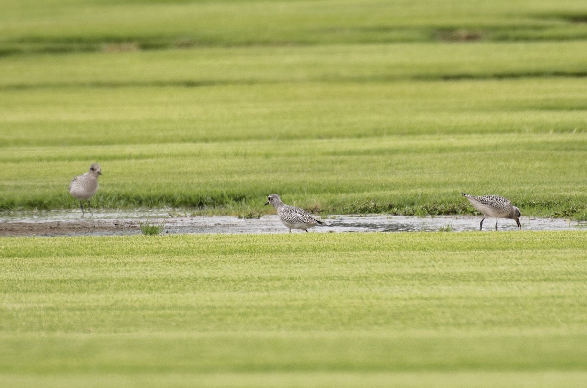 Black-bellied Plover - ML609274213