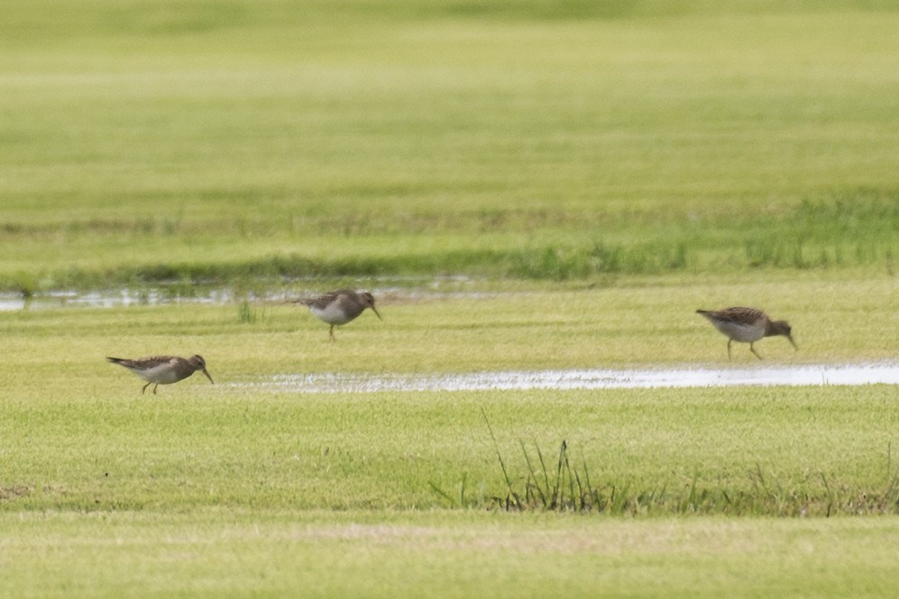 Pectoral Sandpiper - ML609274218