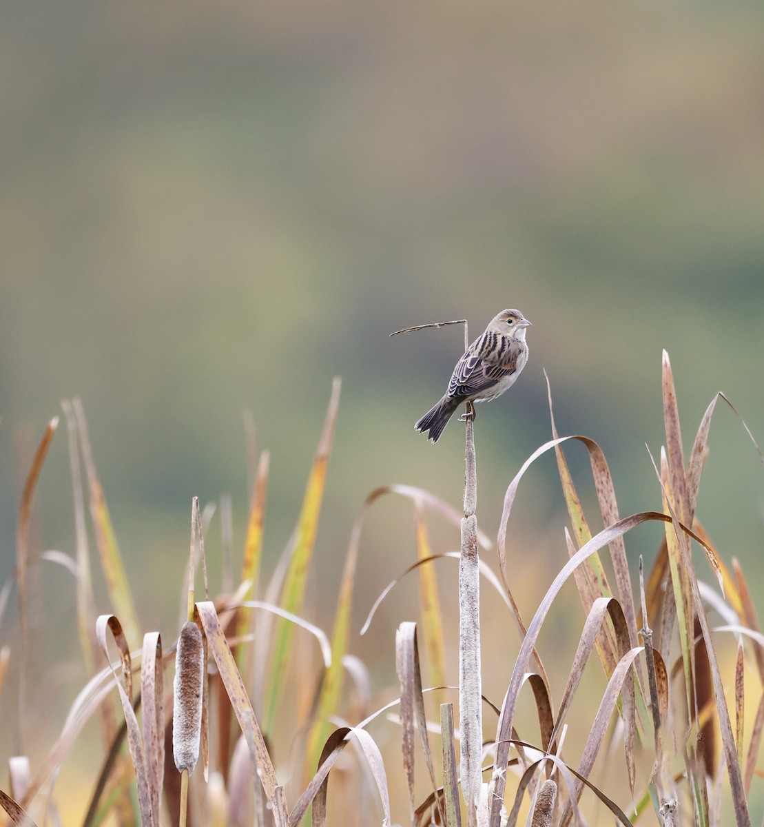 Dickcissel - ML609274219