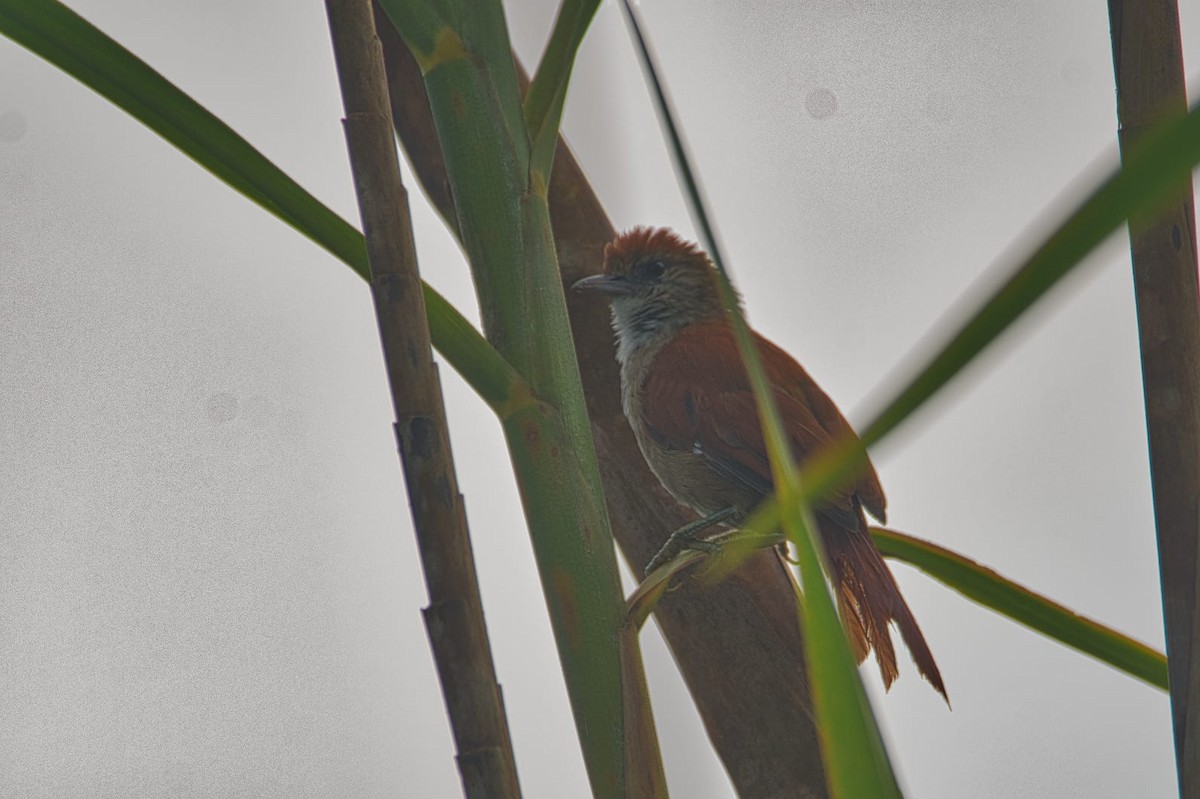 Курутія sp. - ML609274226