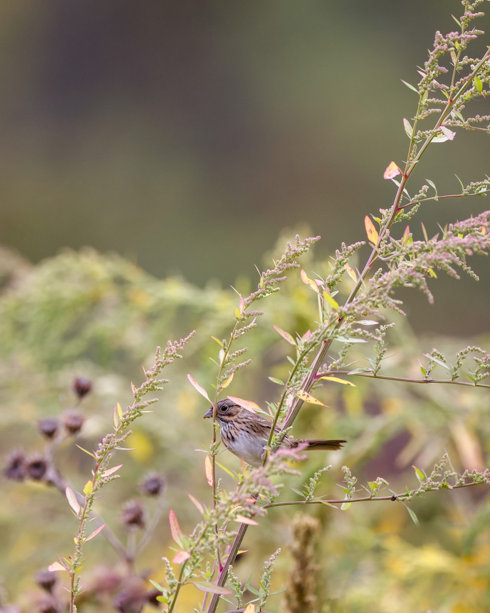 Lincoln's Sparrow - ML609274238