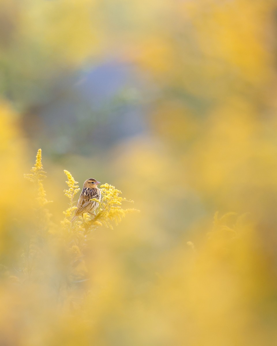 Bobolink - Nathan Rees